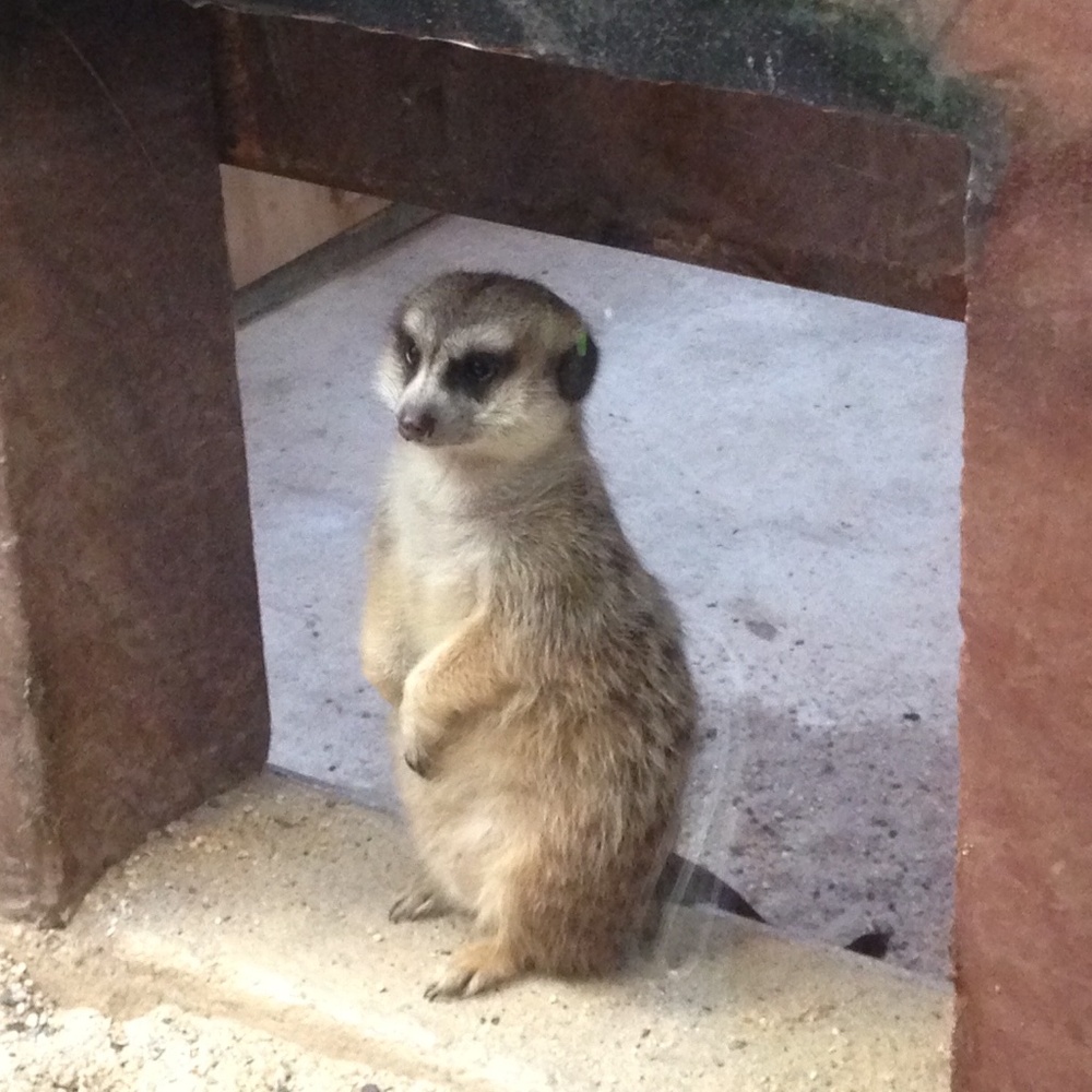 Meet your Posher, Coral.